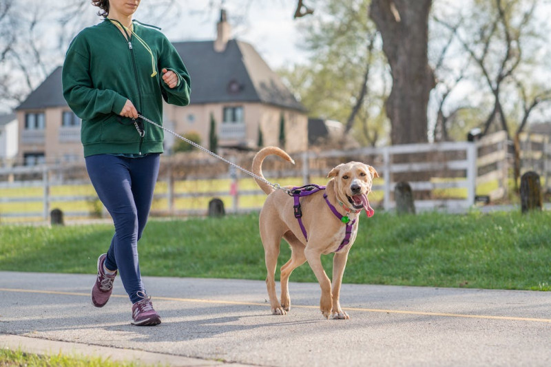 Beneficios del Omega 3 en la alimentación de los perros 