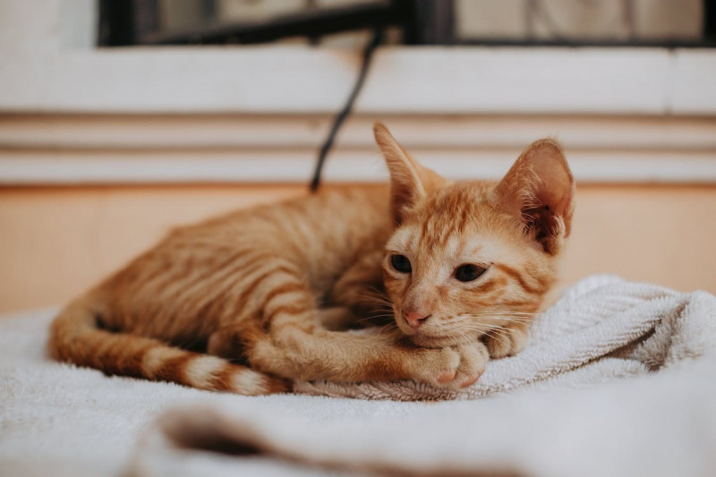 La mejor alimentación para tu gato en Yerbero Nature