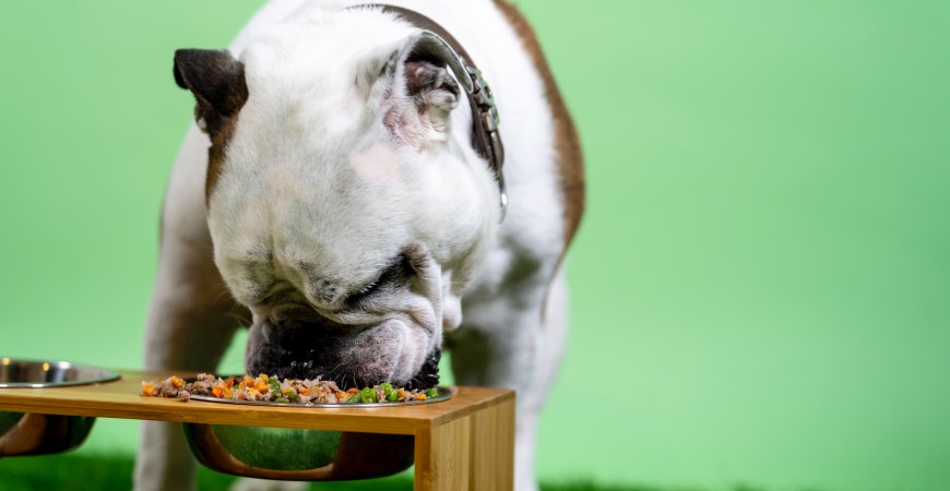 Alimentación especial para perros hipoalergénicos 