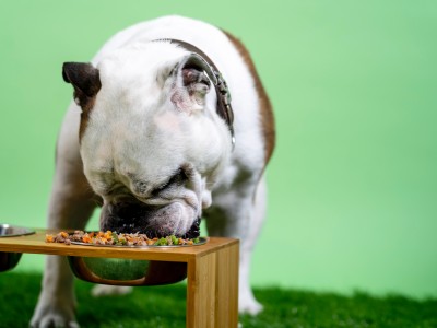 Alimentación especial para perros hipoalergénicos 