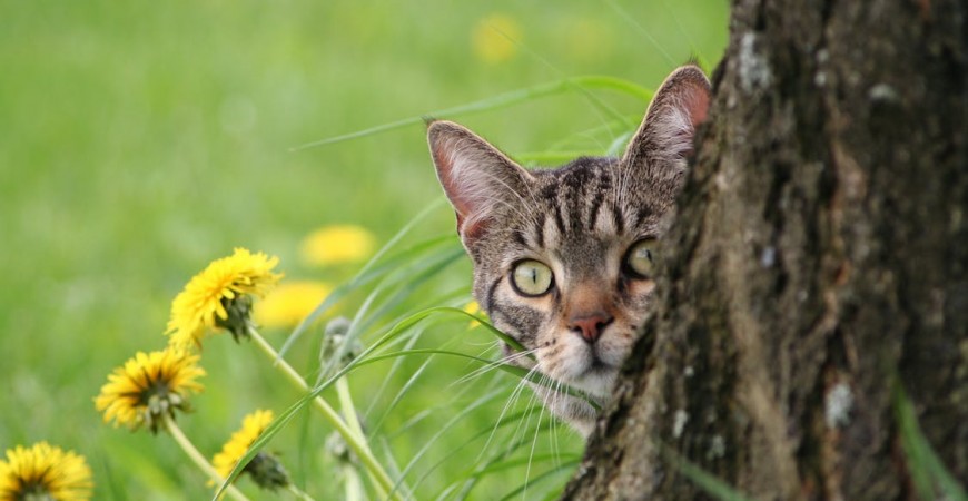 Cuidados que necesitan los gatos en primavera 