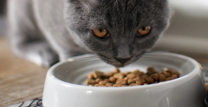 Alimentación equilibrada con Grain Free para gatos