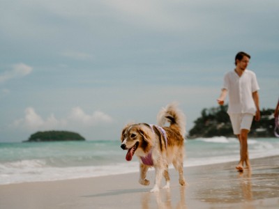 Consejos para disfrutar de la playa junto a tu mascota 