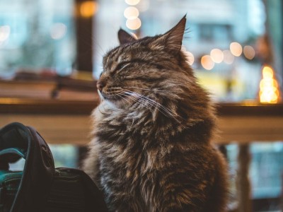 La importancia de la alimentación en los gatos esterilizados