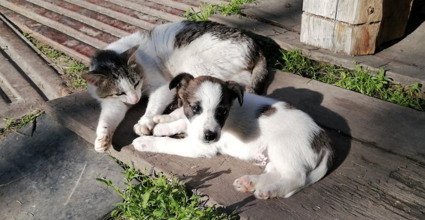 Diabetes en perros y gatos ¿Cómo cuidar a nuestras mascotas?