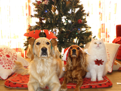Adornos navideños y mascotas 