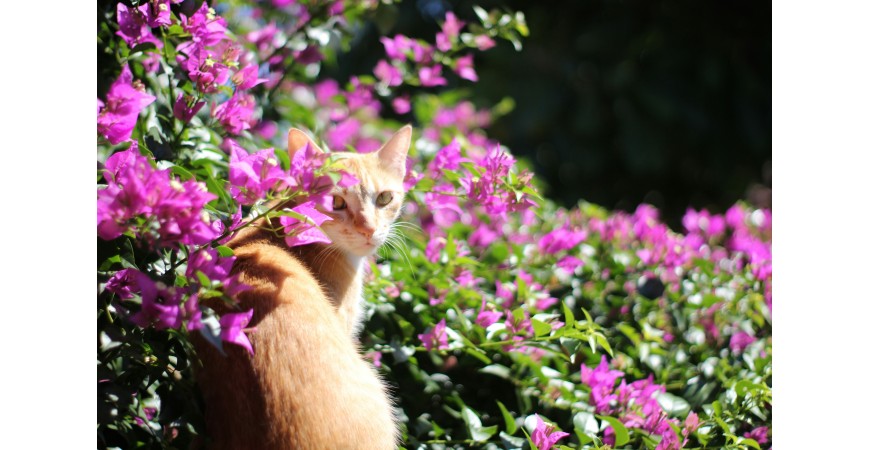 ¡Primavera! Descubre los cuidados que necesita tu gato