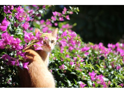 ¡Primavera! Descubre los cuidados que necesita tu gato