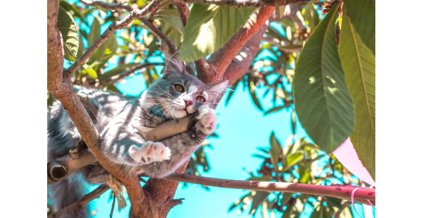 Cuidados que necesitan los gatos en verano