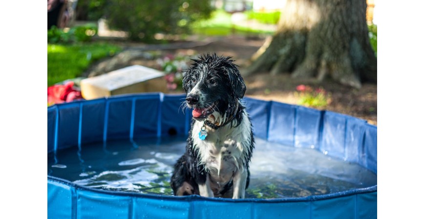 ¿Cómo refrescar a tu perro en verano?