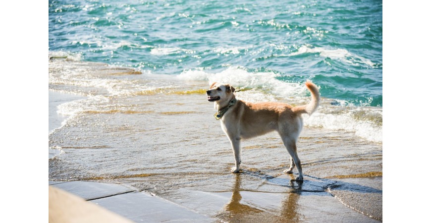 Consejos para disfrutar de la playa con tu perro