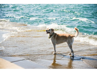 Consejos para disfrutar de la playa con tu perro