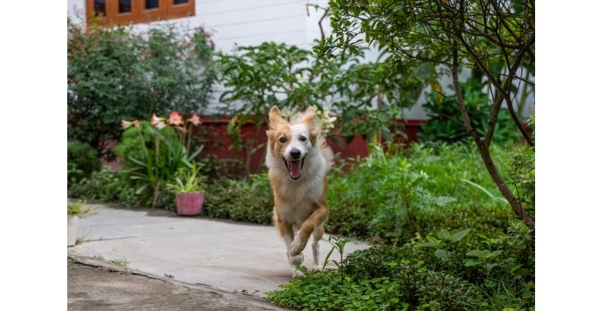 Alimentación para perros GRAIN FREE en Yerbero Nature