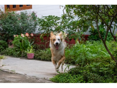 Alimentación para perros GRAIN FREE en Yerbero Nature