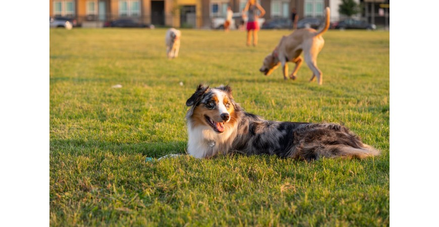 Comida para perros: GIANT, MINI y SENIOR