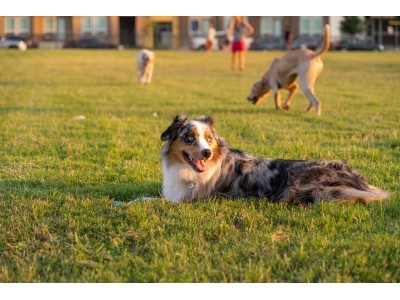 Comida para perros: GIANT, MINI y SENIOR