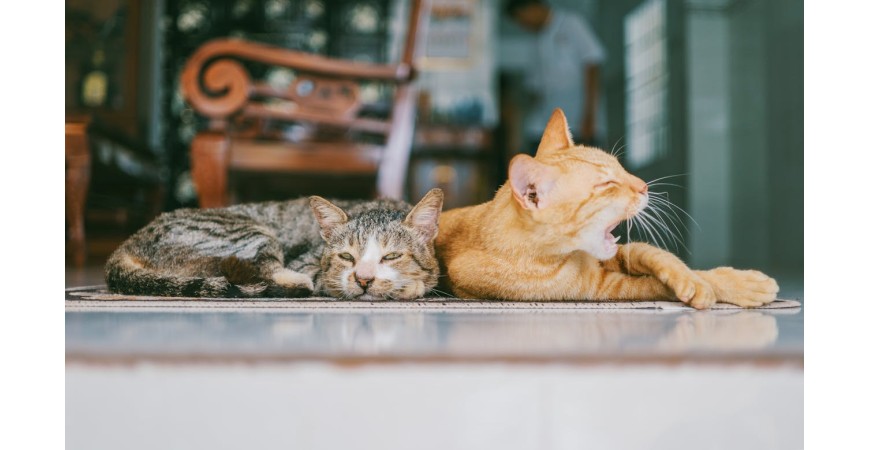 Cambio de estación: ¿cómo afecta el otoño a los gatos?