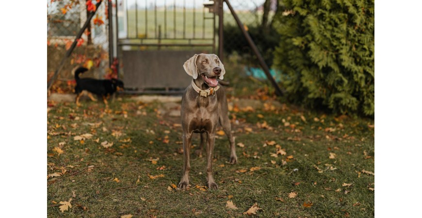 ¿Cómo mantener a tu perro sano y feliz en otoño?