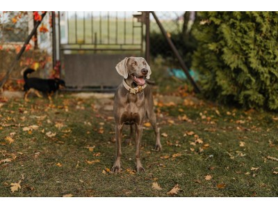 ¿Cómo mantener a tu perro sano y feliz en otoño?