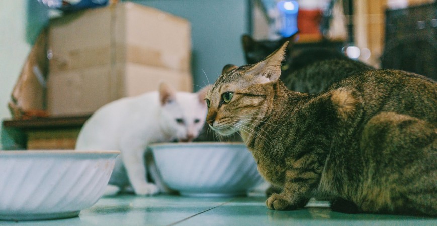 Comida para gatos: húmeda o seca