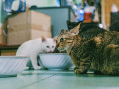 Comida para gatos: húmeda o seca