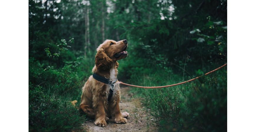 Descubre nuestra sección de comida para perro Veterinary Diet