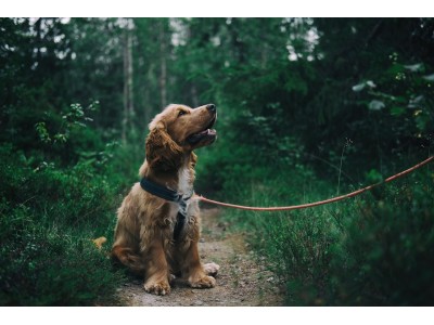 Descubre nuestra sección de comida para perro Veterinary Diet