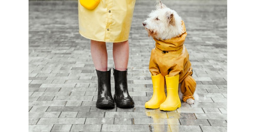 ¿Cómo proteger a tu perro de la lluvia?