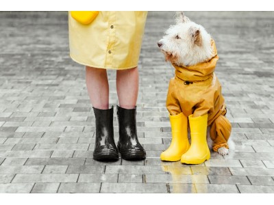 ¿Cómo proteger a tu perro de la lluvia?