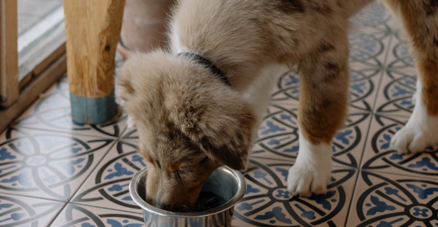 Comida para perros: húmeda o seca 