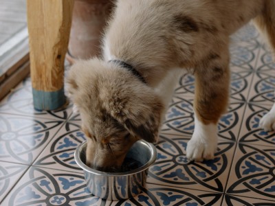 Comida para perros: húmeda o seca 