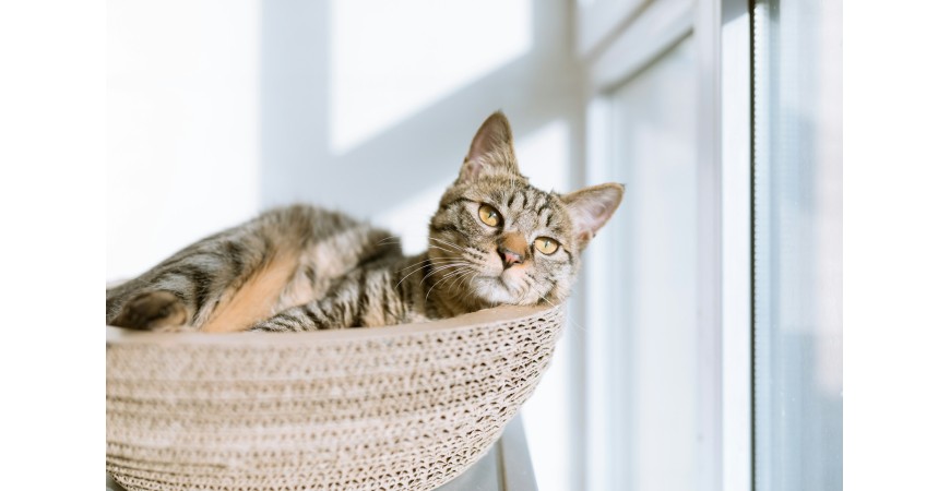 Cuida la alimentación de tu mascota con nuestra comida para gatos