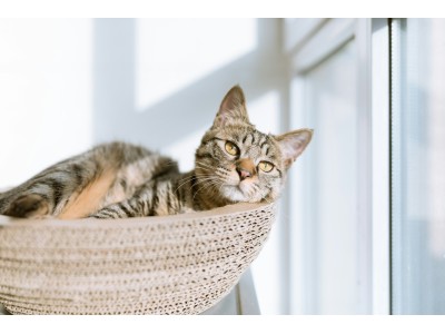 Cuida la alimentación de tu mascota con nuestra comida para gatos