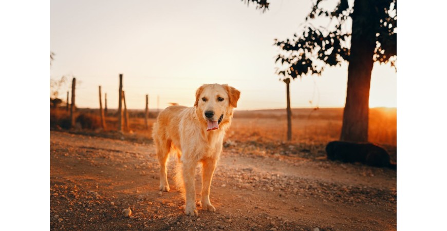 Transición segura a una dieta sin cereales (Grain Free) para tu perro