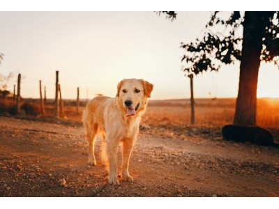 Transición segura a una dieta sin cereales (Grain Free) para tu perro