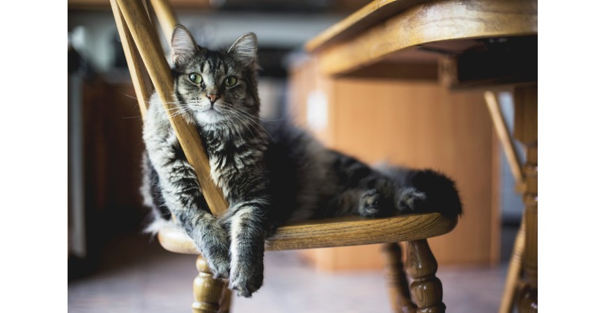 Alimentación para gatos con carne de pollo