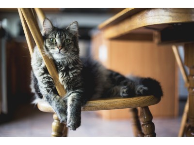 Alimentación para gatos con carne de pollo