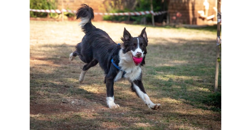 ¿Cómo debe ser la alimentación de los perros deportistas?