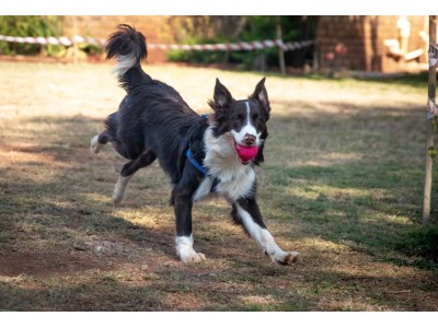 ¿Cómo debe ser la alimentación de los perros deportistas?