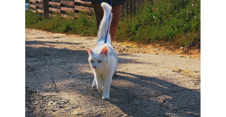 Cuidados y alimentación que necesitan los gatos outdoor 