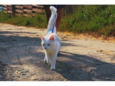 Cuidados y alimentación que necesitan los gatos outdoor 