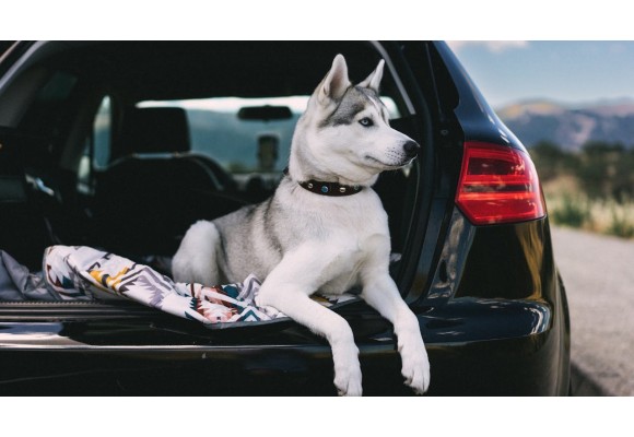 Prepara el viaje de Semana Santa (parte 1): Viajar con perros