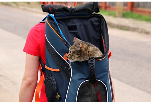 Prepara el viaje de Semana Santa (parte 2): Viajar con gatos