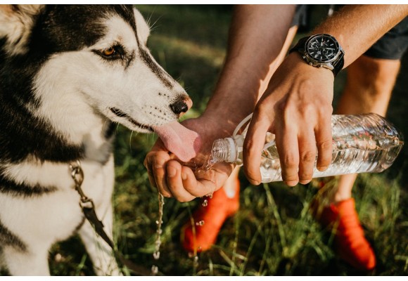 Descubre la importancia de la hidratación en mascotas 
