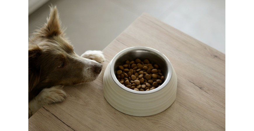 5 señales de que tu mascota necesita un cambio de pienso