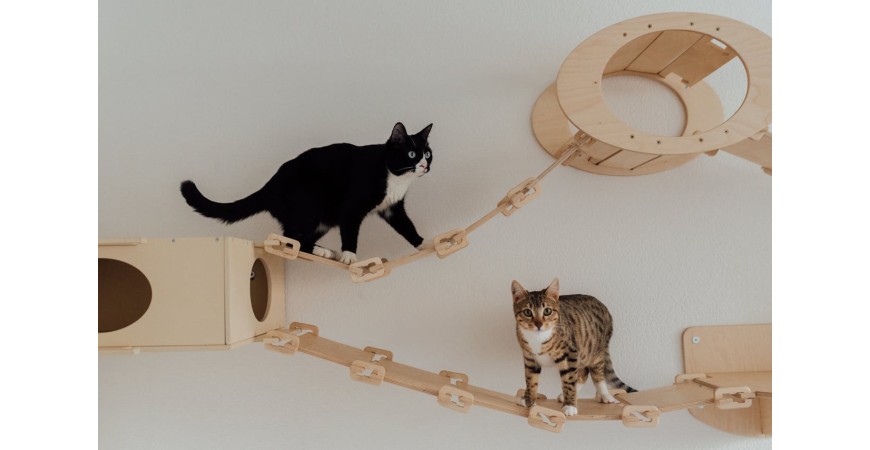 Gatos hiperactivos ¿cómo calmar su comportamiento y elegir su alimentación?
