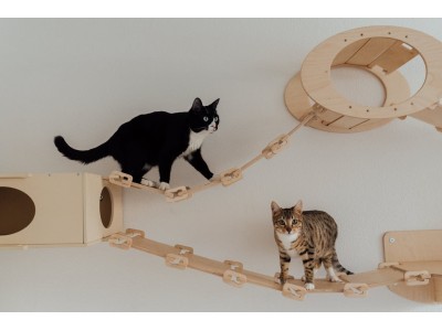 Gatos hiperactivos ¿cómo calmar su comportamiento y elegir su alimentación?
