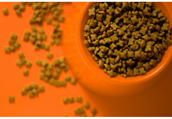 ¿Cómo conservar correctamente el pienso seco para mantener su frescura?