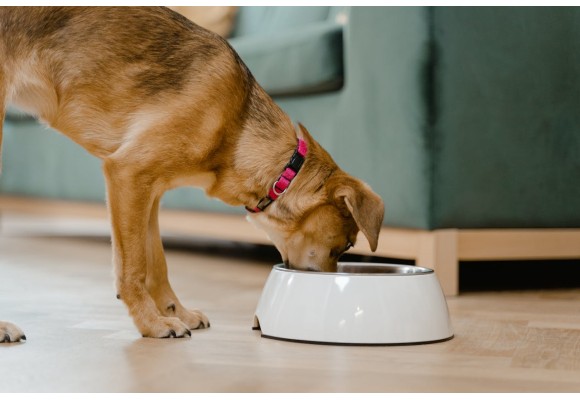 ¿Pensando en mejorar la dieta de tu perro?