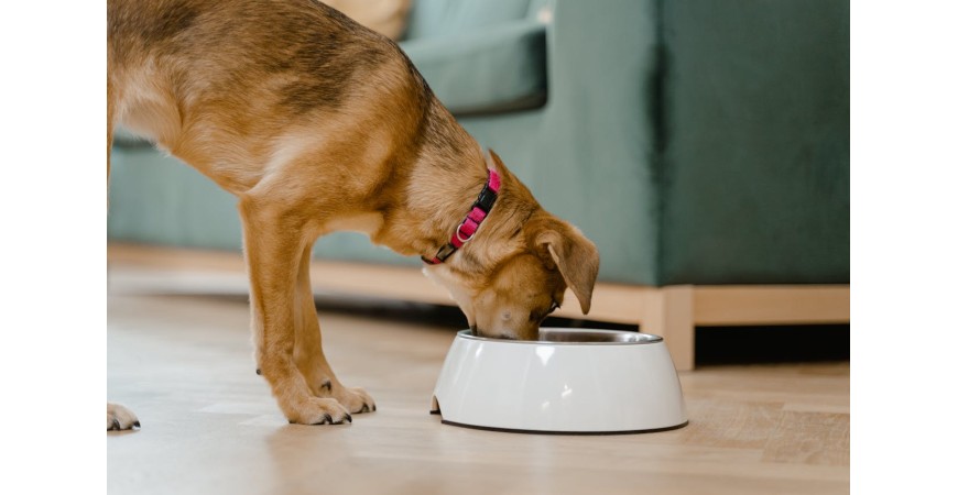 ¿Pensando en mejorar la dieta de tu perro?